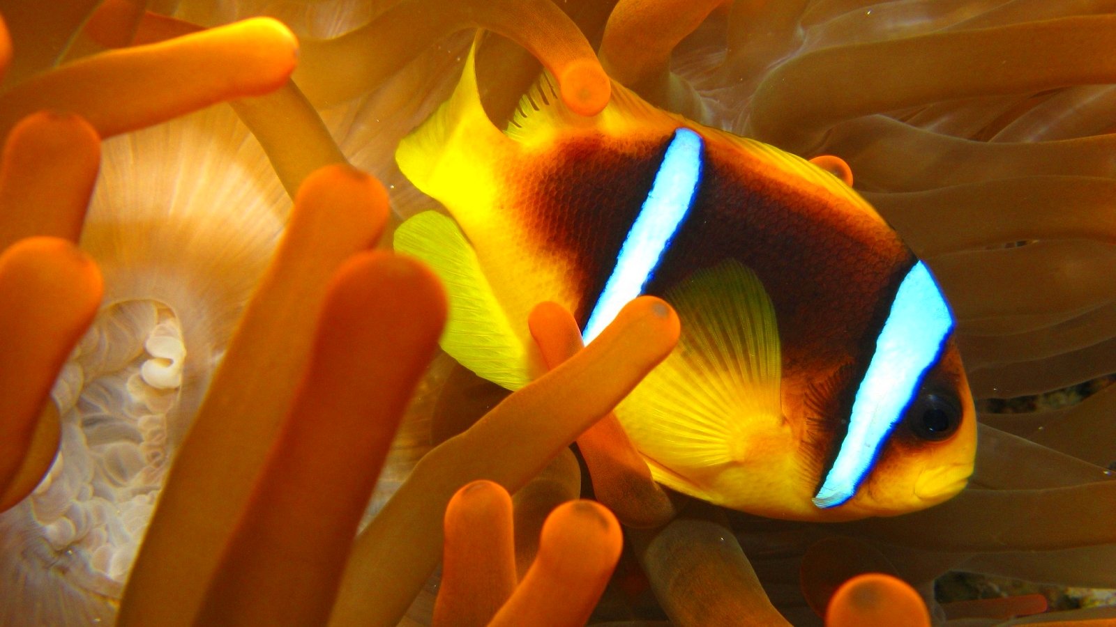 fish, Fishes, Underwater, Ocean, Sea, Sealife, Nature Wallpaper