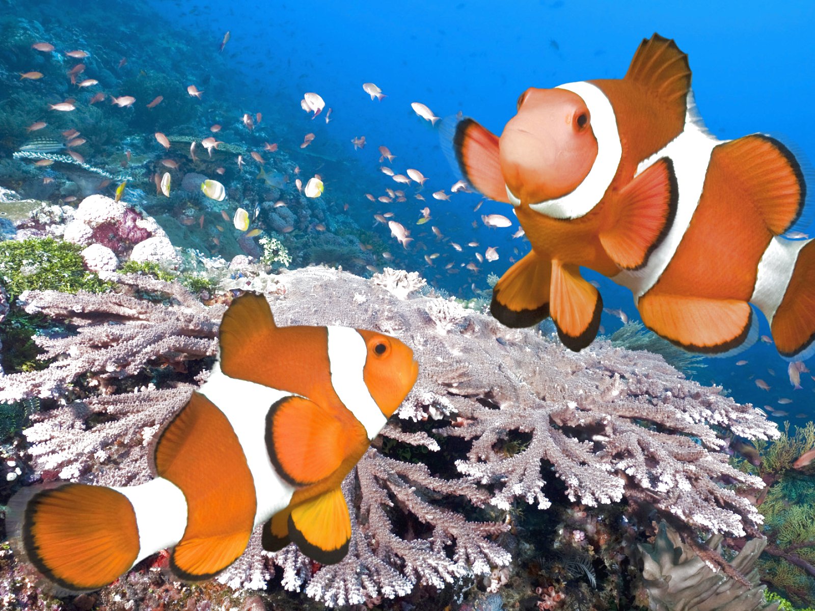 fish, Fishes, Underwater, Ocean, Sea, Sealife, Nature Wallpaper