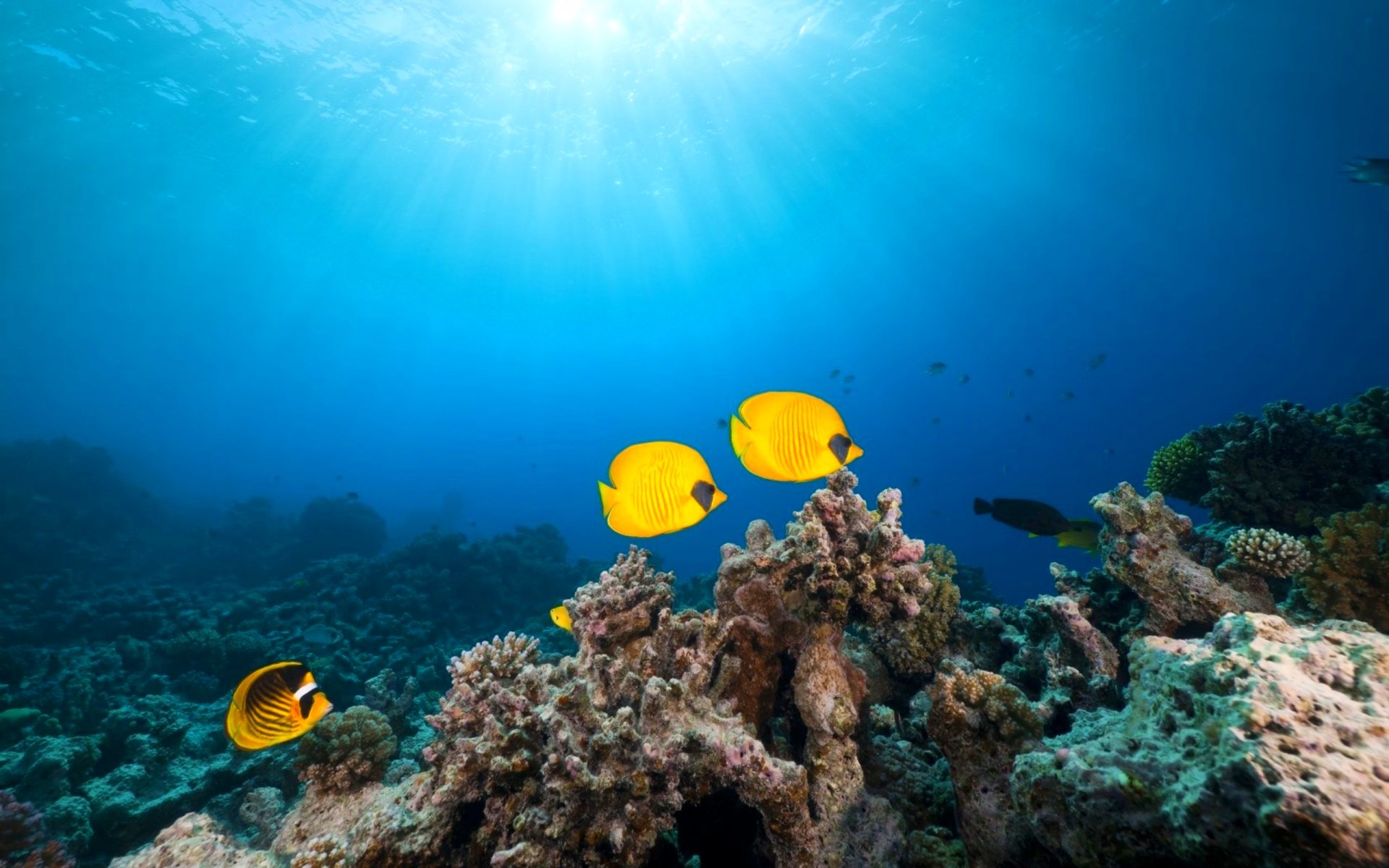 fish, Fishes, Underwater, Ocean, Sea, Sealife, Nature Wallpaper