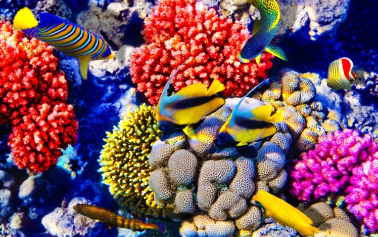 fish, Fishes, Underwater, Ocean, Sea, Sealife, Nature Wallpapers HD ...