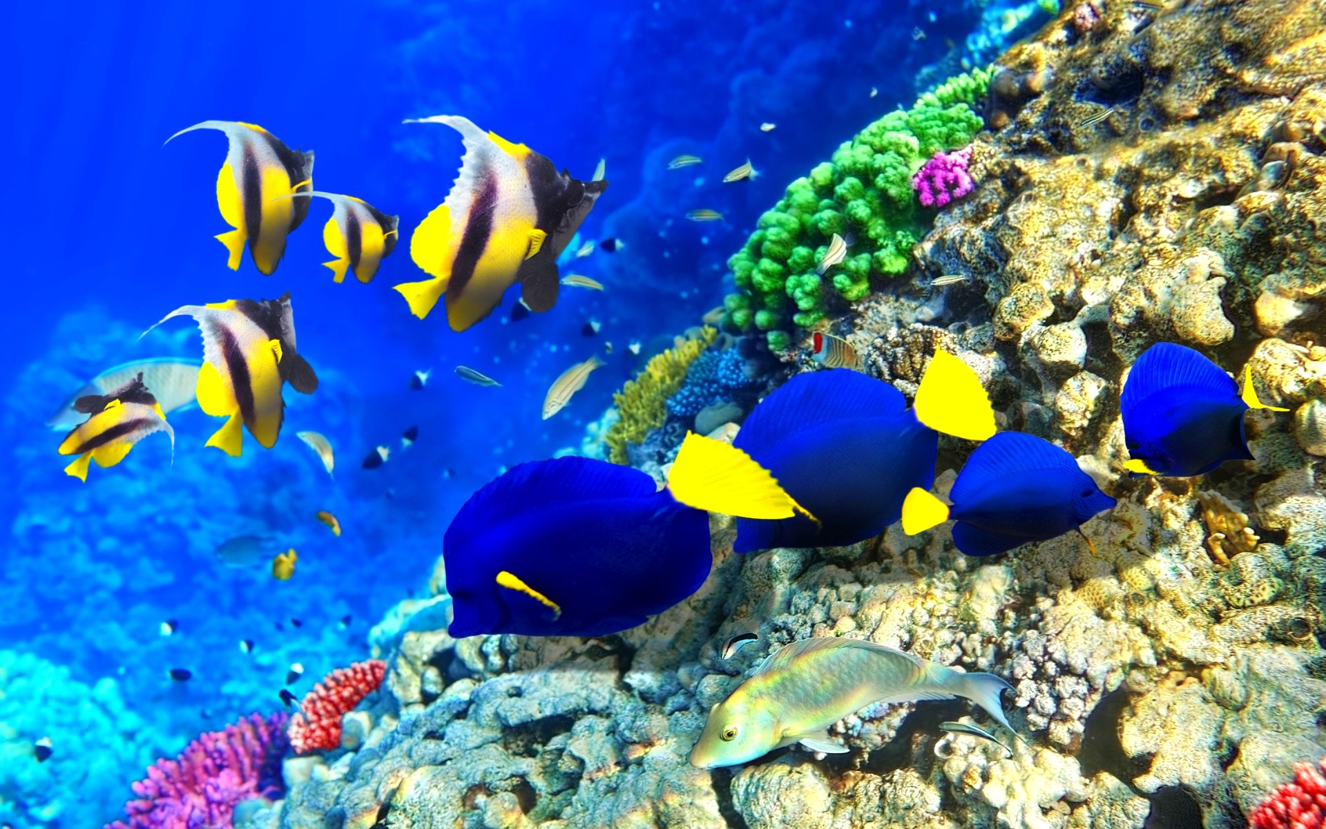 fish, Fishes, Underwater, Ocean, Sea, Sealife, Nature Wallpapers HD