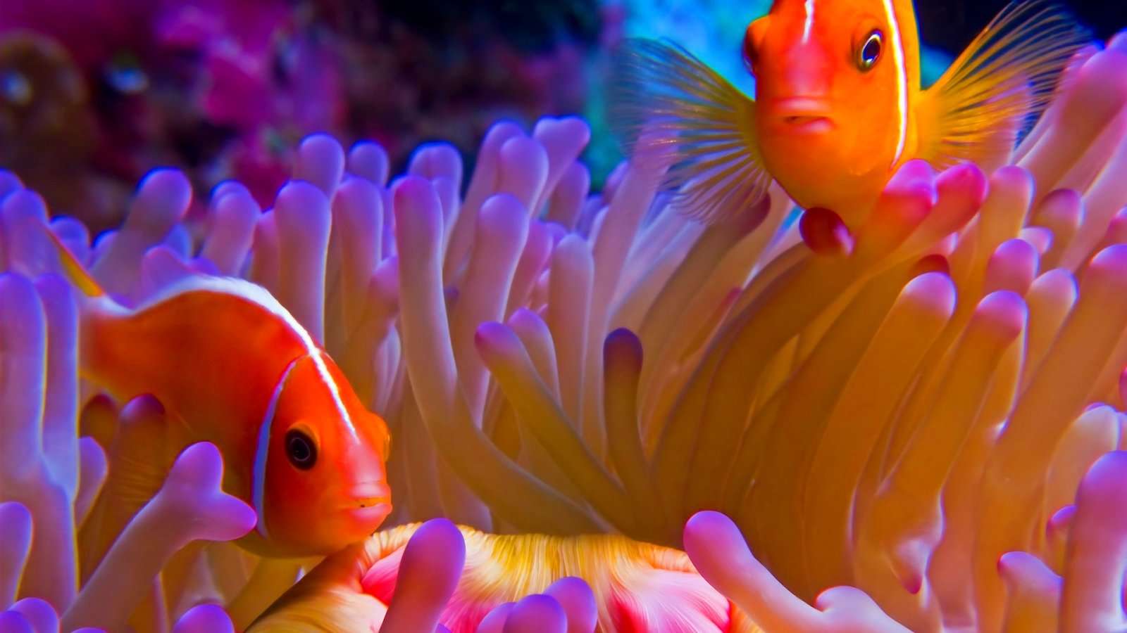 fish, Fishes, Underwater, Ocean, Sea, Sealife, Nature Wallpaper