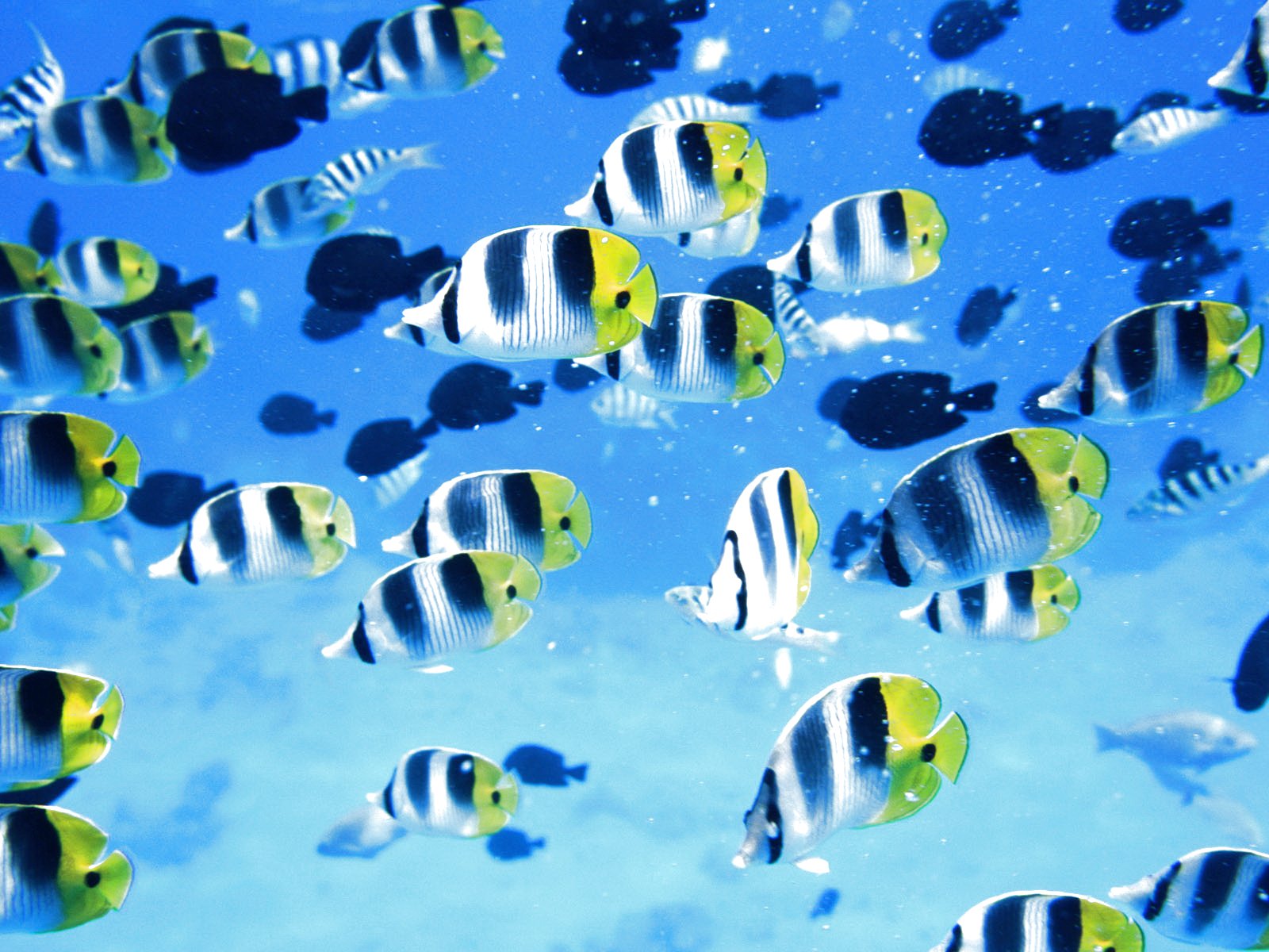 fish, Fishes, Underwater, Ocean, Sea, Sealife, Nature Wallpaper