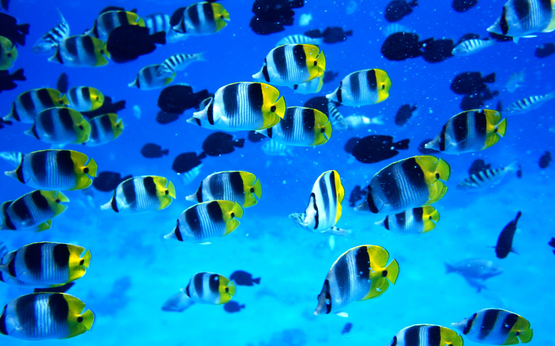 fish, Fishes, Underwater, Ocean, Sea, Sealife, Nature Wallpaper