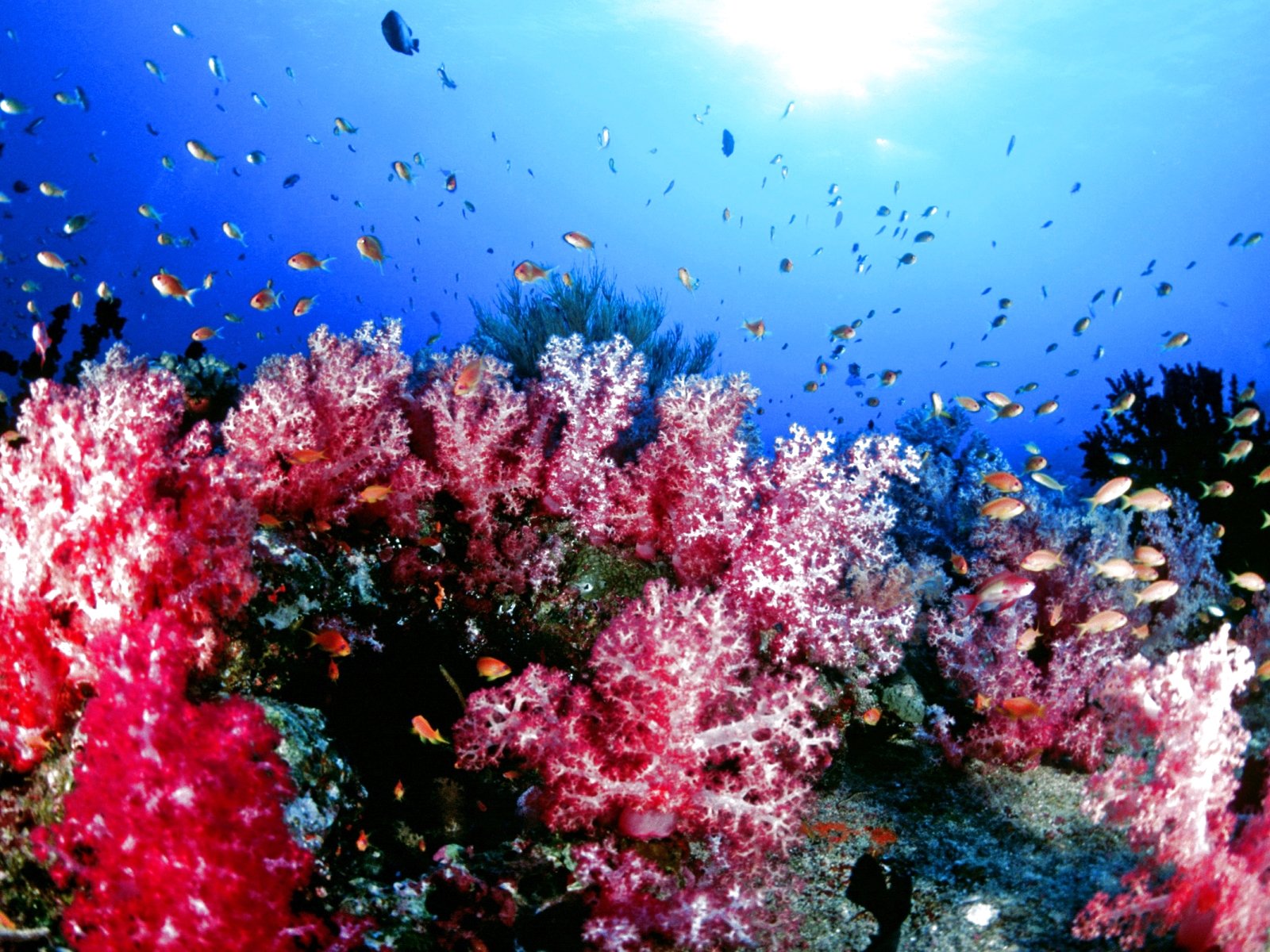 fish, Fishes, Underwater, Ocean, Sea, Sealife, Nature Wallpaper