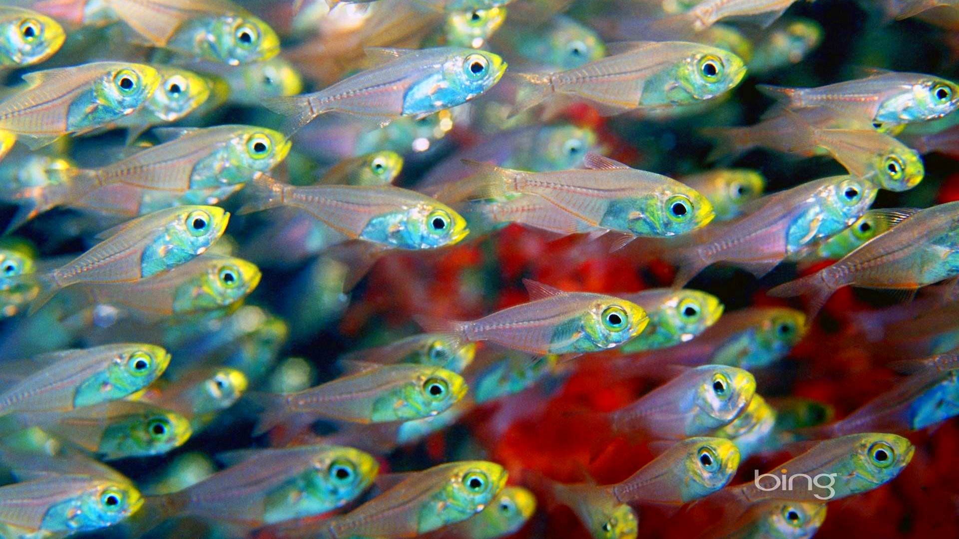 fish, Fishes, Underwater, Ocean, Sea, Sealife, Nature Wallpaper
