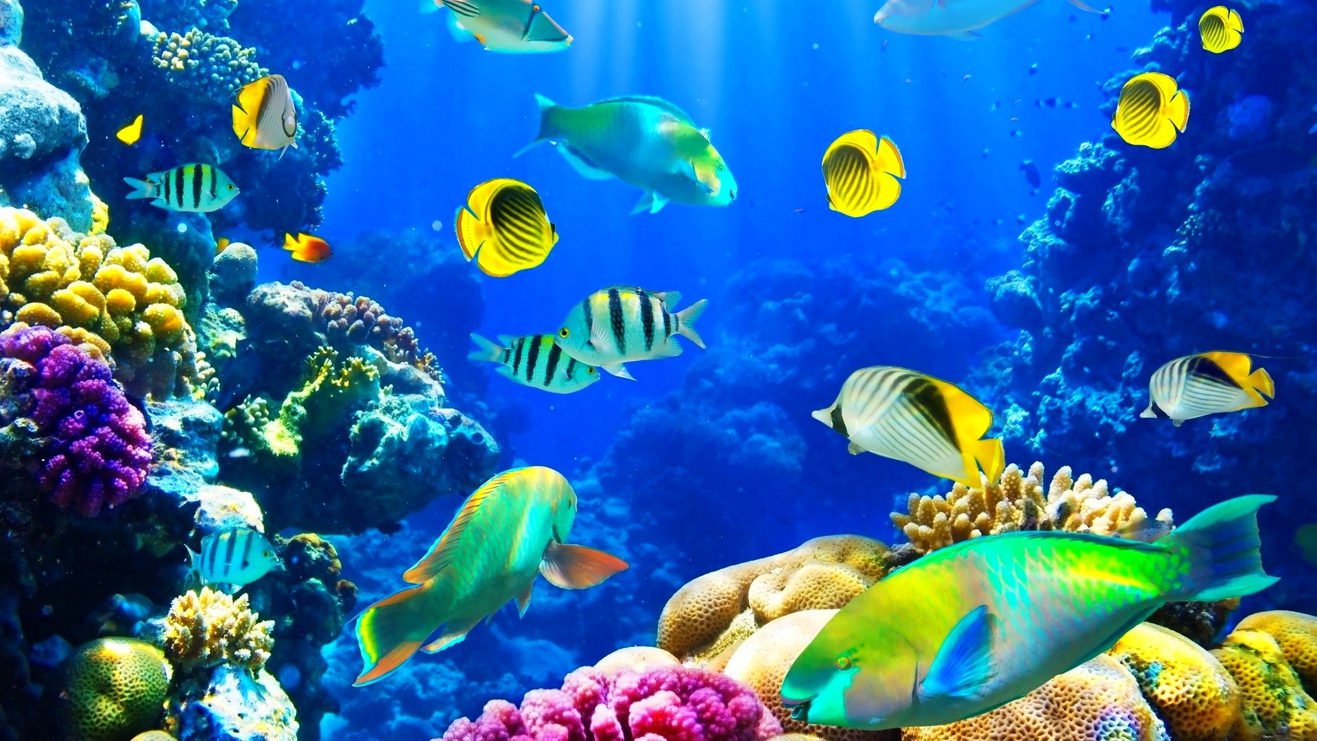 Fish Fishes Underwater Ocean Sea Sealife Nature Wallpapers Hd