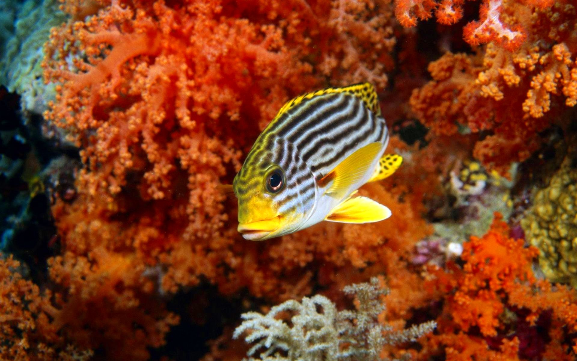 fish, Fishes, Underwater, Ocean, Sea, Sealife, Nature Wallpaper