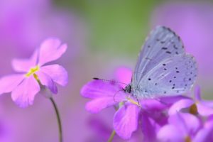 mysterious, Butterfly, Flowers, Butterfly, Insects, Nature, Macro