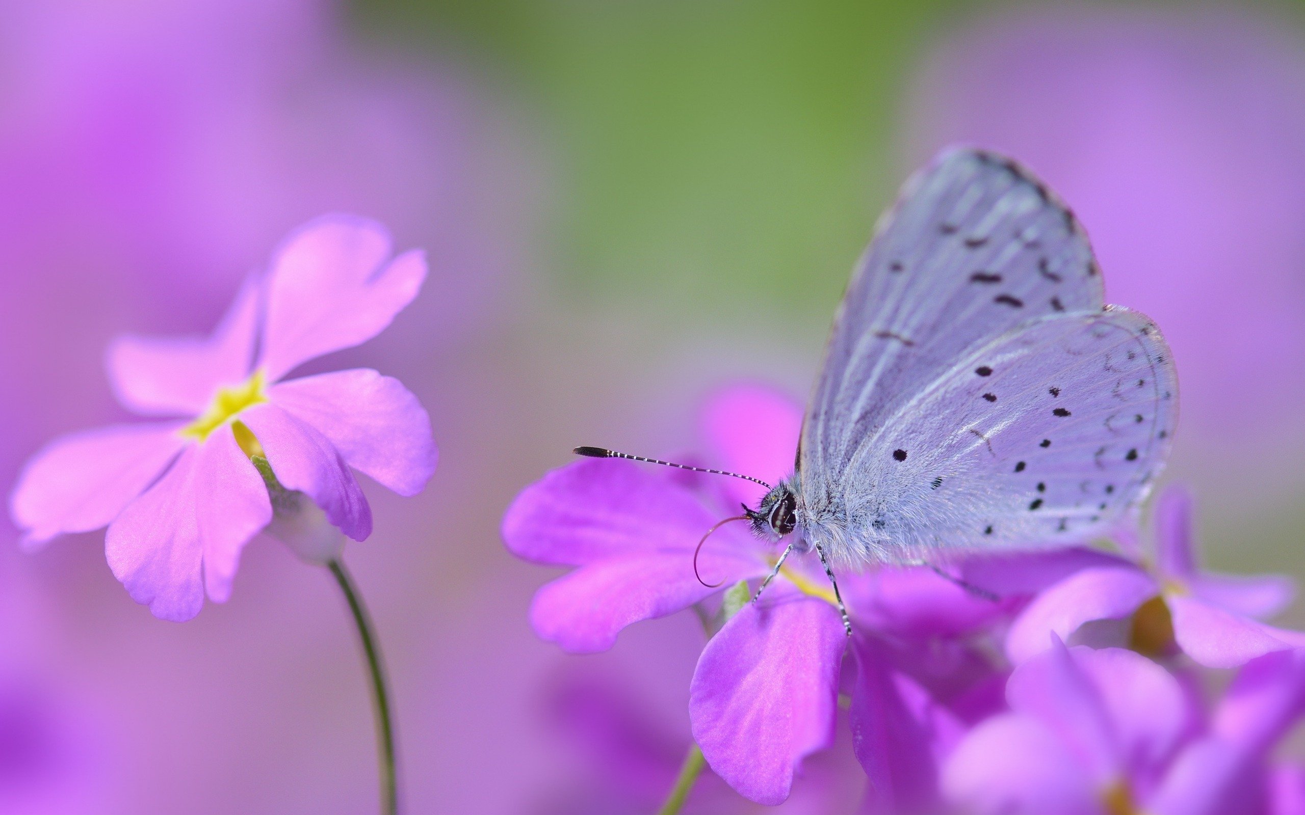 mysterious, Butterfly, Flowers, Butterfly, Insects, Nature, Macro Wallpaper