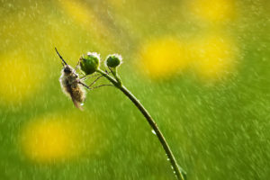 bee, Water, Drops, Green, Plant, Rain, Bokeh
