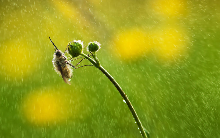 bee, Water, Drops, Green, Plant, Rain, Bokeh HD Wallpaper Desktop Background