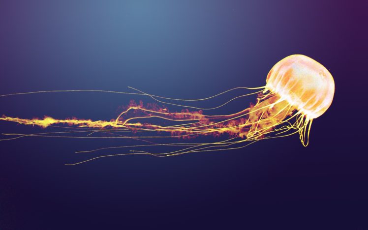 blue, Orange, Jellyfish, Sealife HD Wallpaper Desktop Background
