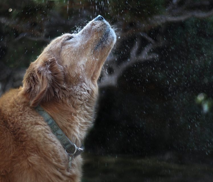 rain, Mood, Cute, Animal, Dog HD Wallpaper Desktop Background