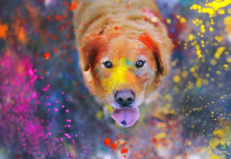 colorful, Dog, Cute, Animal HD Wallpaper Desktop Background