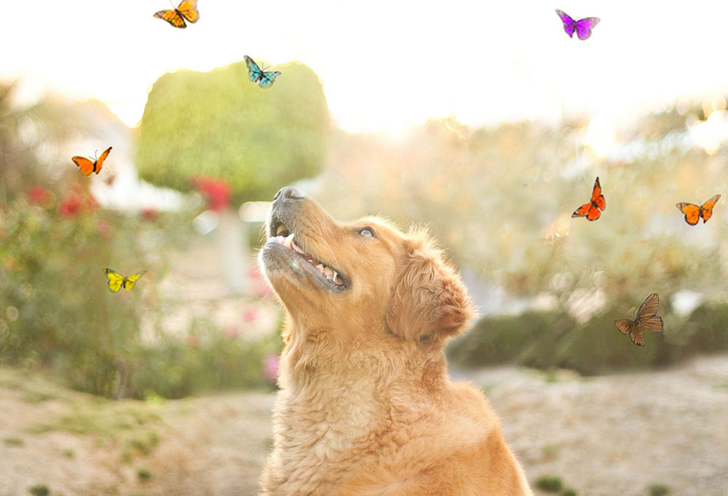 cute, Animal, Dog, Butterfly Wallpaper