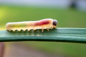 insects, Colored, Caterpillars, Macro