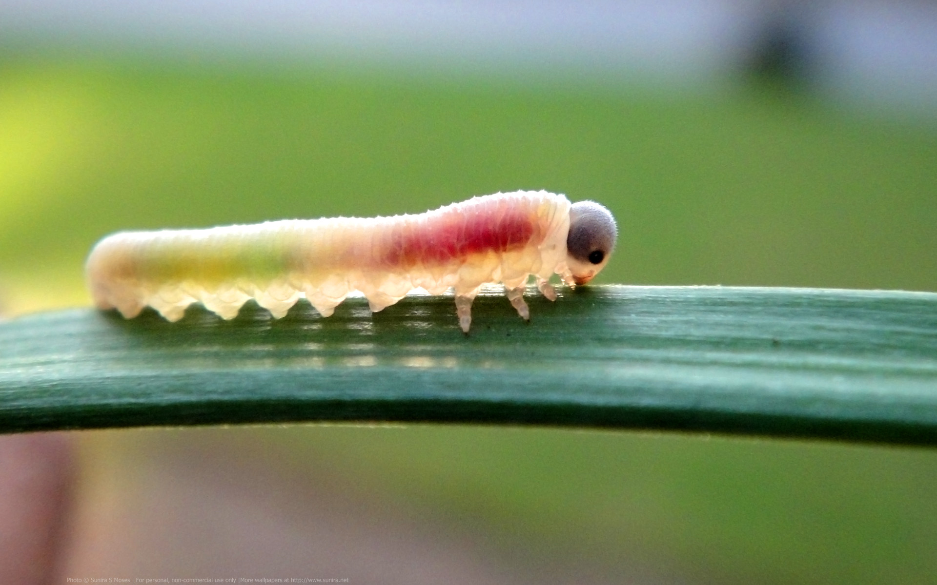insects, Colored, Caterpillars, Macro Wallpaper