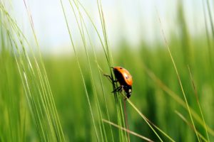 ladybugs, Grass, Nature