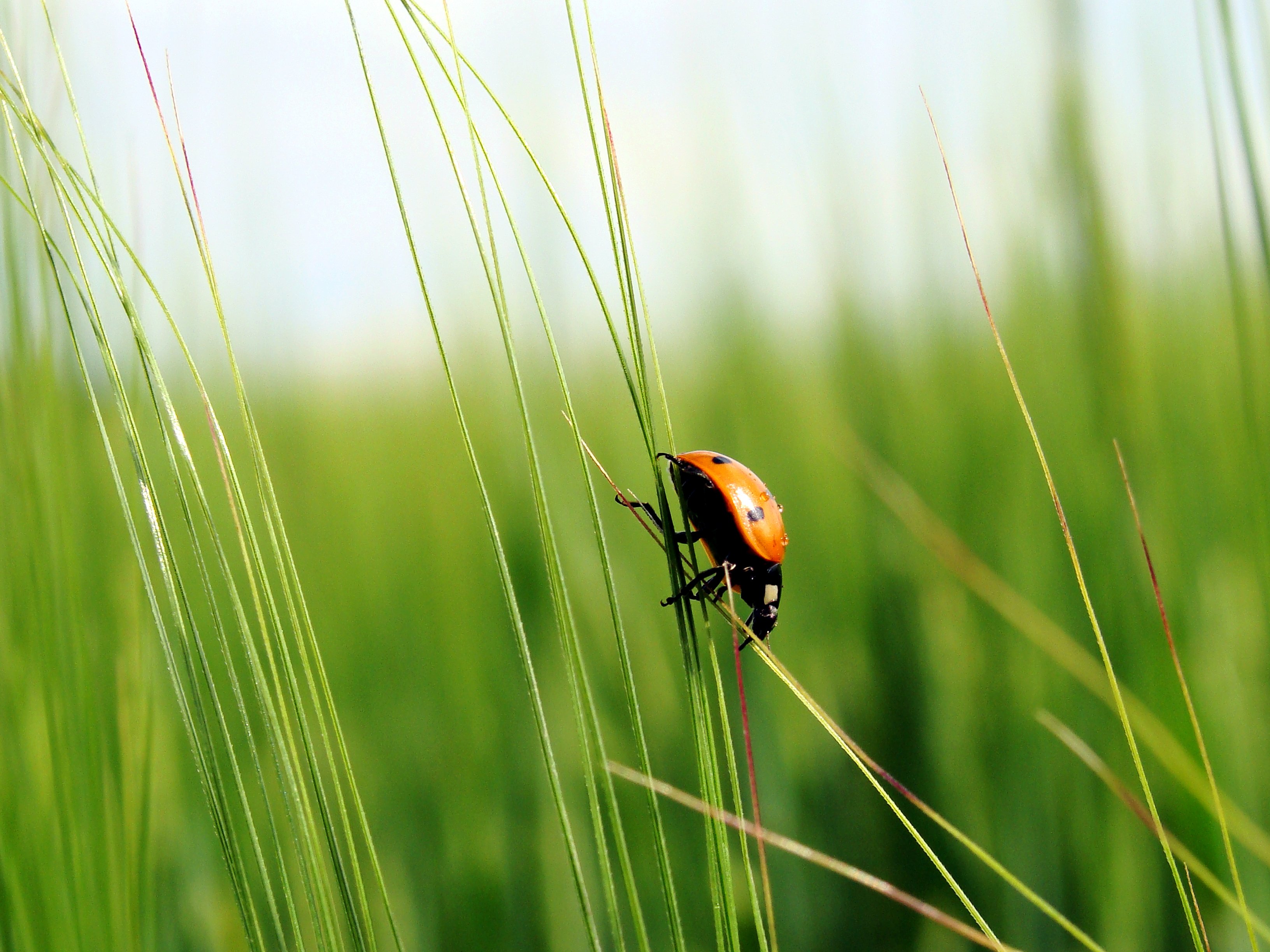 ladybugs, Grass, Nature Wallpaper