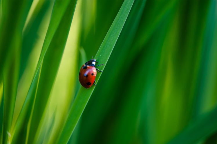 ladybugs, Grass HD Wallpaper Desktop Background