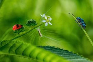 bugs, Foliage, Nature