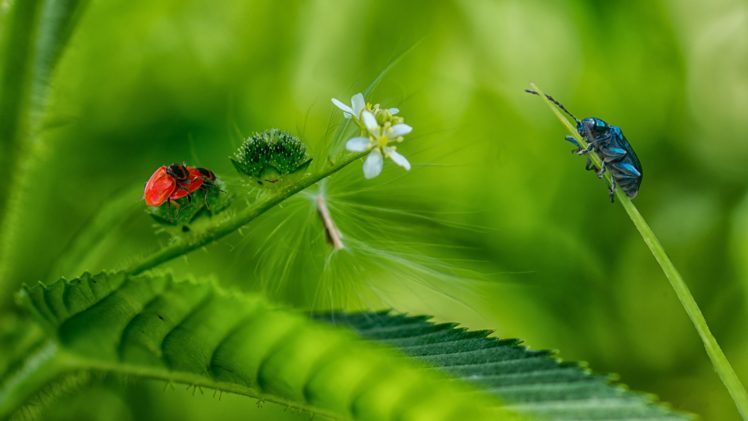 bugs, Foliage, Nature HD Wallpaper Desktop Background