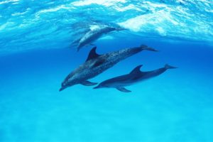 delfines, Bajo, Agua, Animales