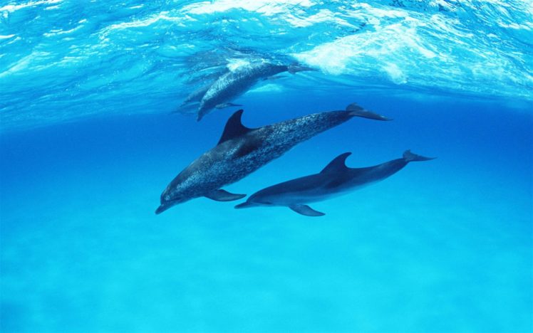 delfines, Bajo, Agua, Animales HD Wallpaper Desktop Background