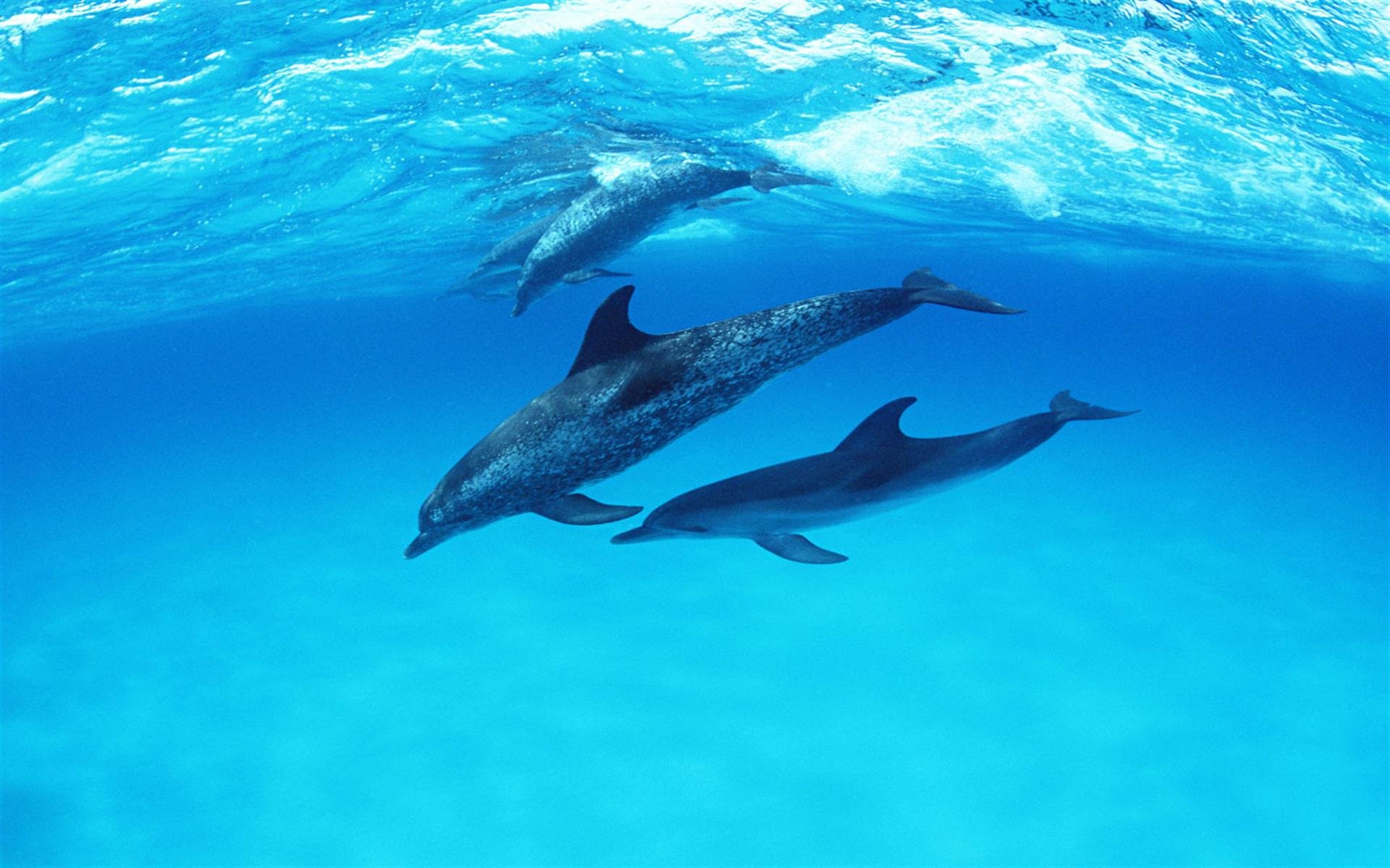 delfines, Bajo, Agua, Animales Wallpaper