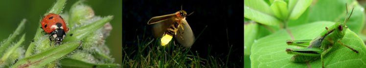 insect, Insecte, Coccinelle, Ladybug, Sauterelle, Firefly, Luciole, Grasshopper HD Wallpaper Desktop Background