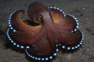 animals, Sea, Octopus