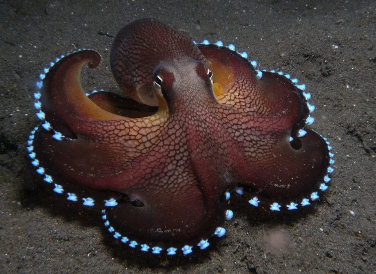 animals, Sea, Octopus HD Wallpaper Desktop Background