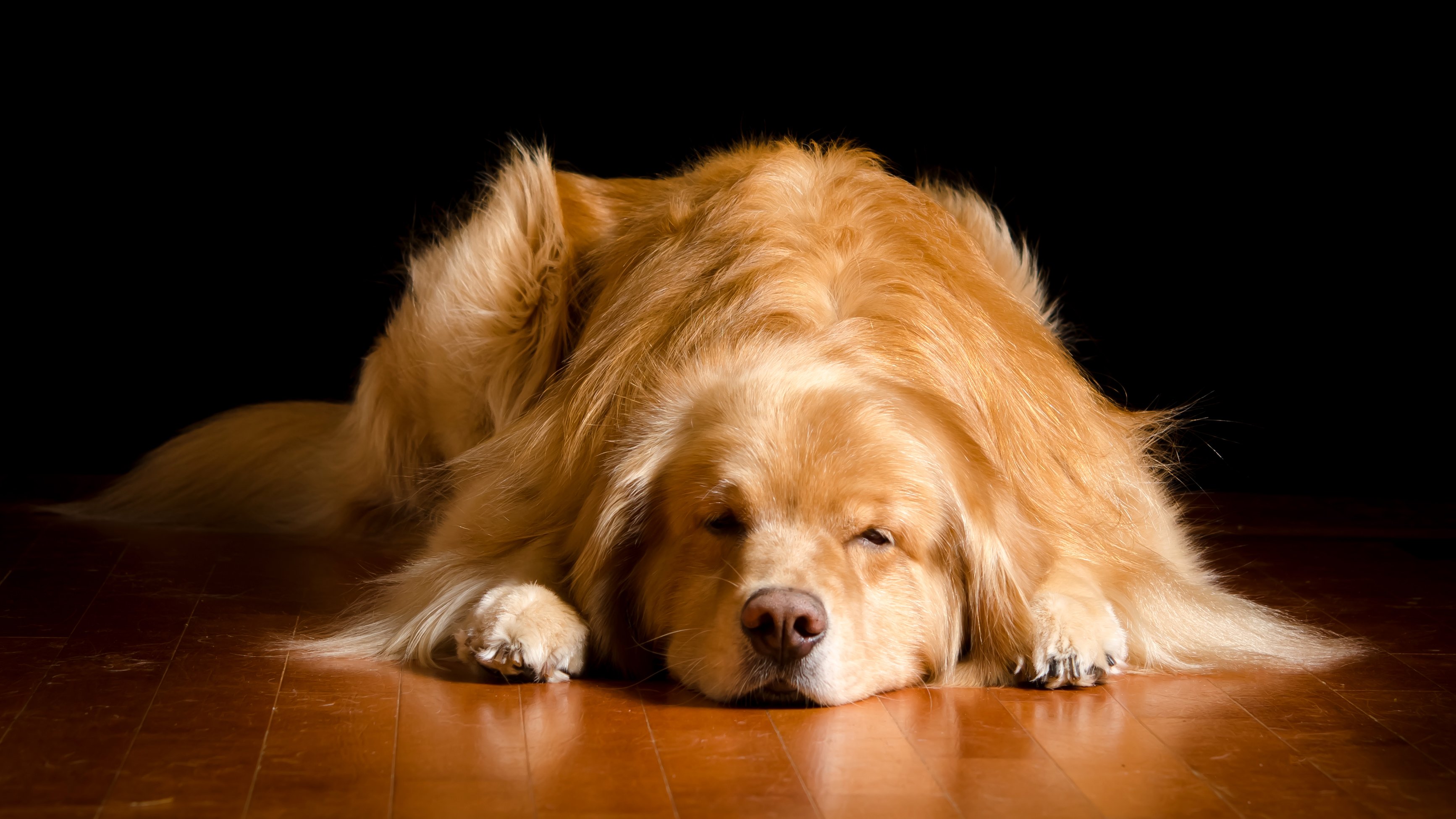 dog, Retriever, Sleep, Animals Wallpaper