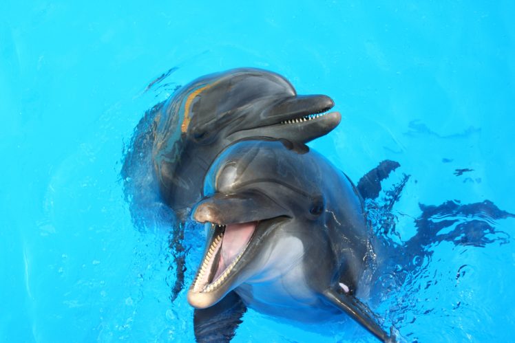 underwater, World, Dolphin, Two, Animals HD Wallpaper Desktop Background