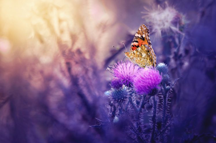 butterflies, Carduus, Animals, Flowers, Butterfly HD Wallpaper Desktop Background