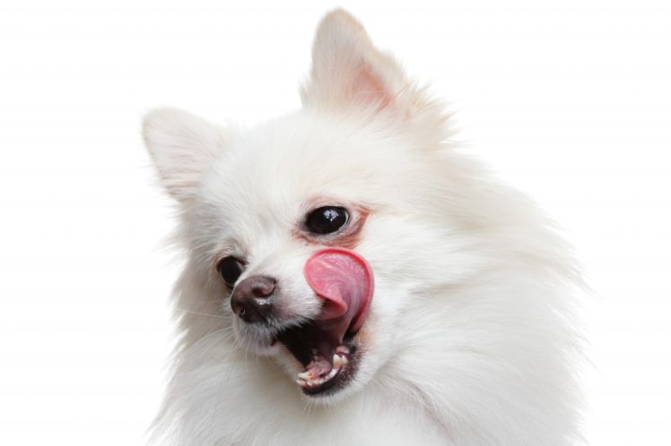 dog, Spitz, White, Snout, White HD Wallpaper Desktop Background