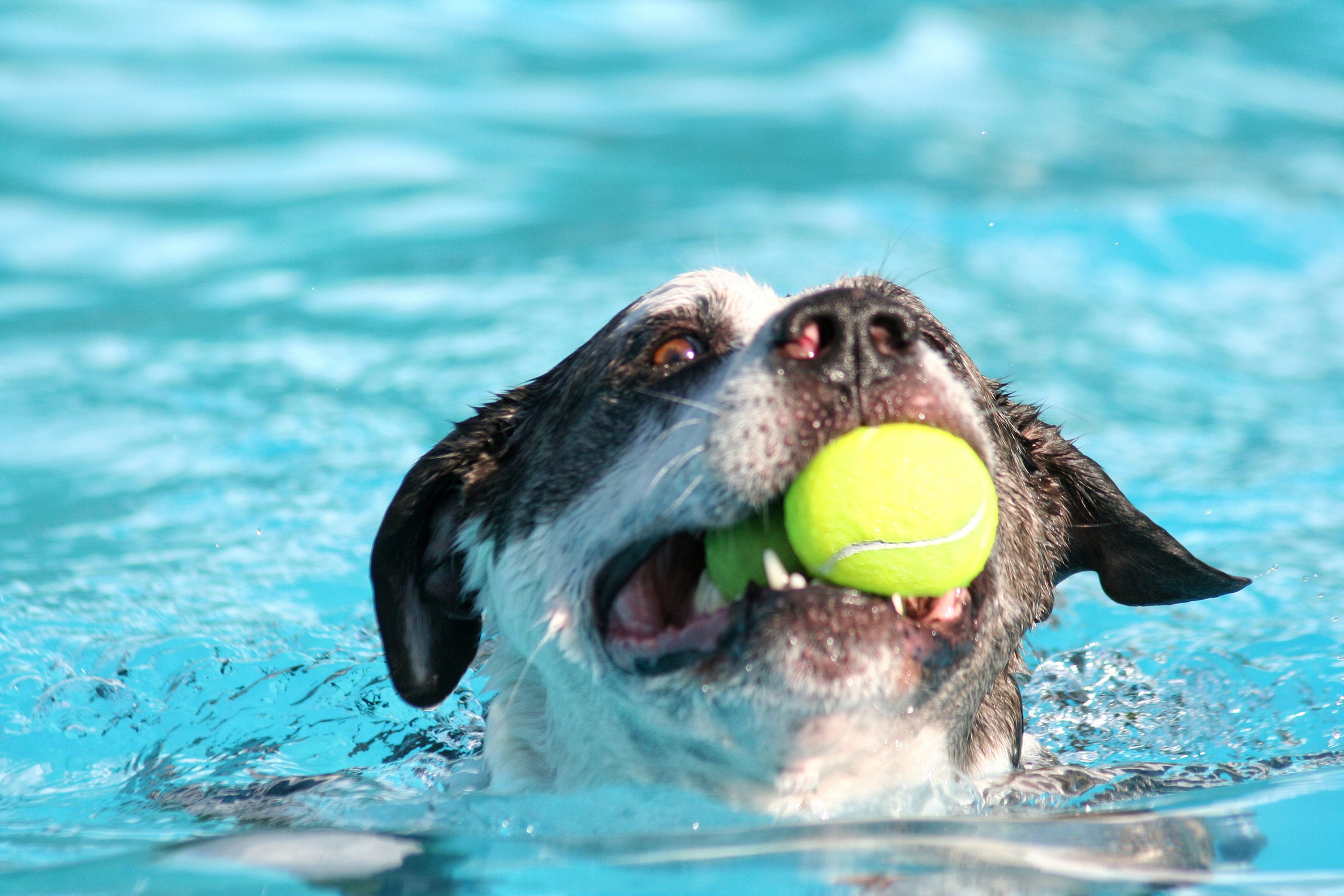 dog, Water, Ball, Snout, Animals Wallpaper