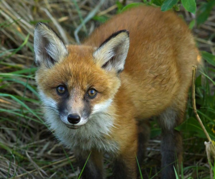 foxes, Glance, Animals, Fox HD Wallpaper Desktop Background