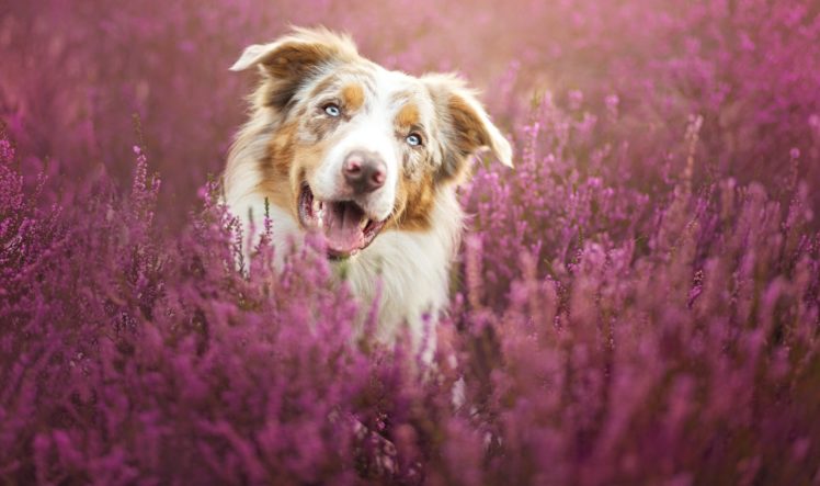 dog, Border, Collie, Animals HD Wallpaper Desktop Background