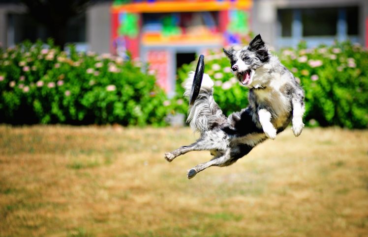 dog, Jump, Animals HD Wallpaper Desktop Background