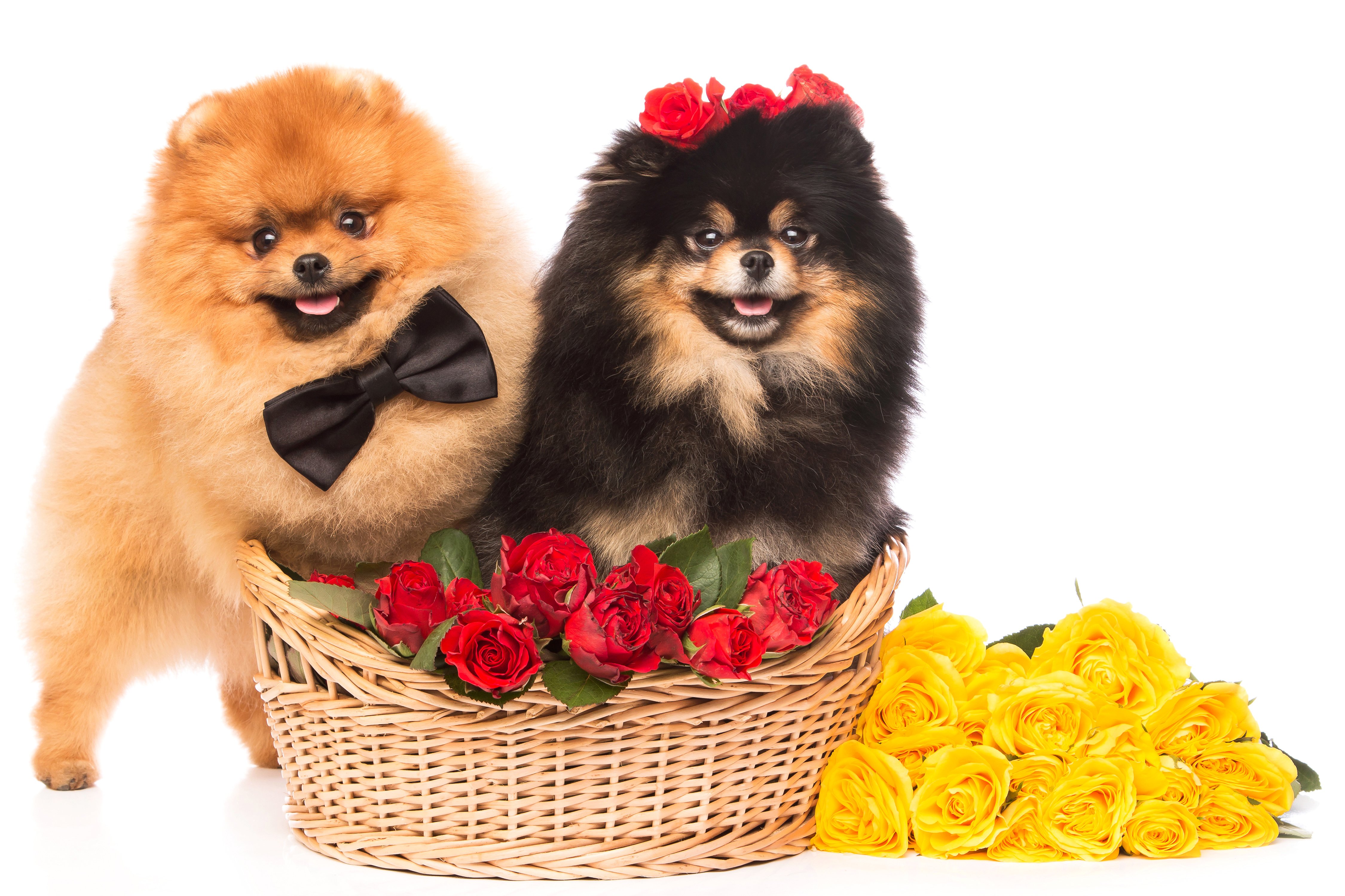 dog, Roses, Spitz, Two, Wicker, Basket, Bowknot, White, Background, Animals Wallpaper