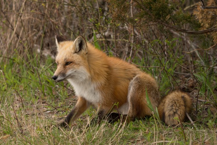 foxes, Grass, Animals, Fox HD Wallpaper Desktop Background