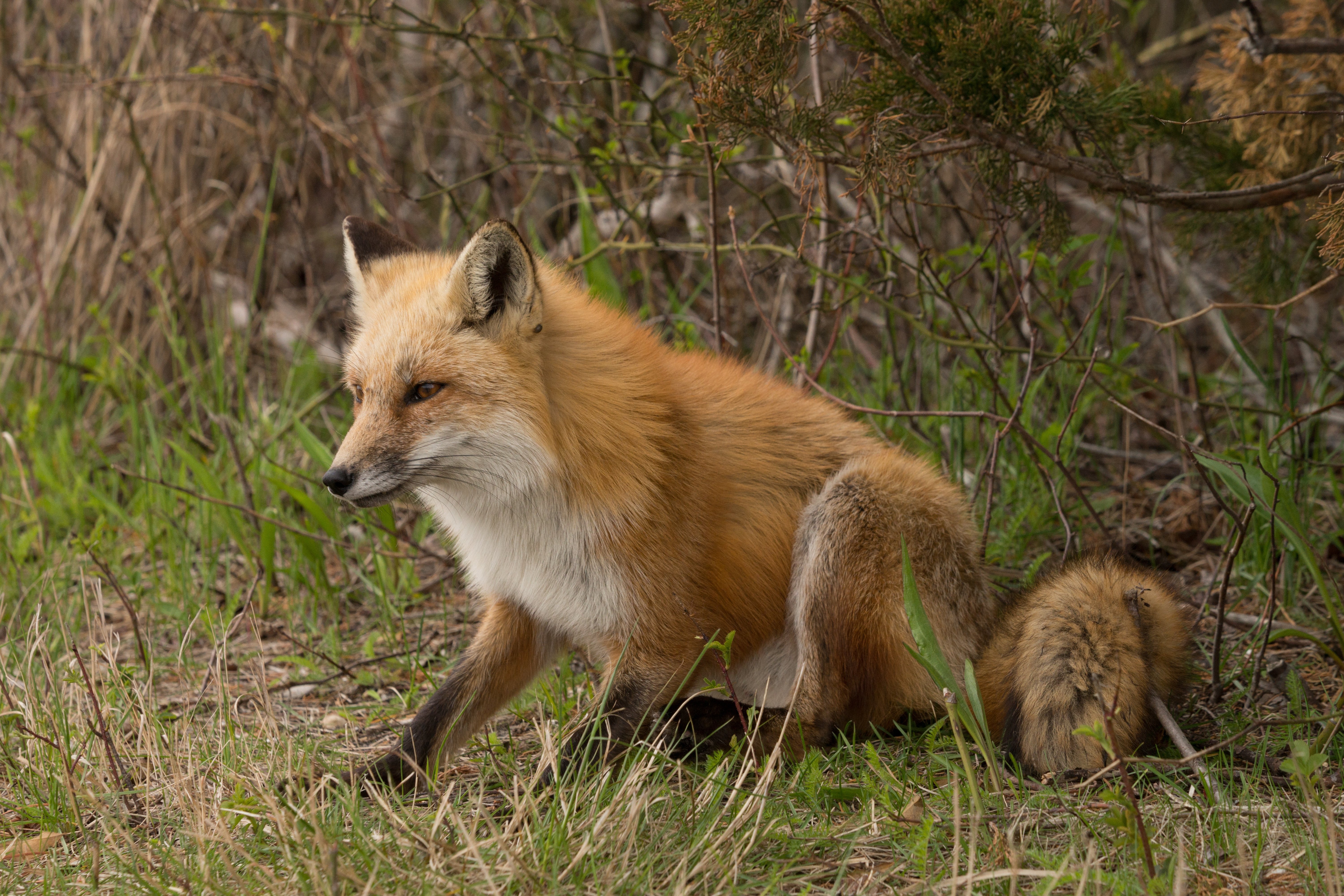 foxes, Grass, Animals, Fox Wallpaper