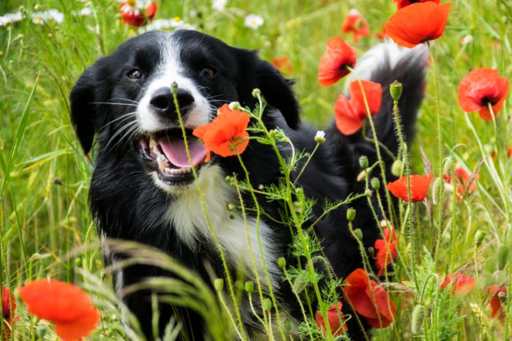 dogs, Poppies, Animals HD Wallpaper Desktop Background