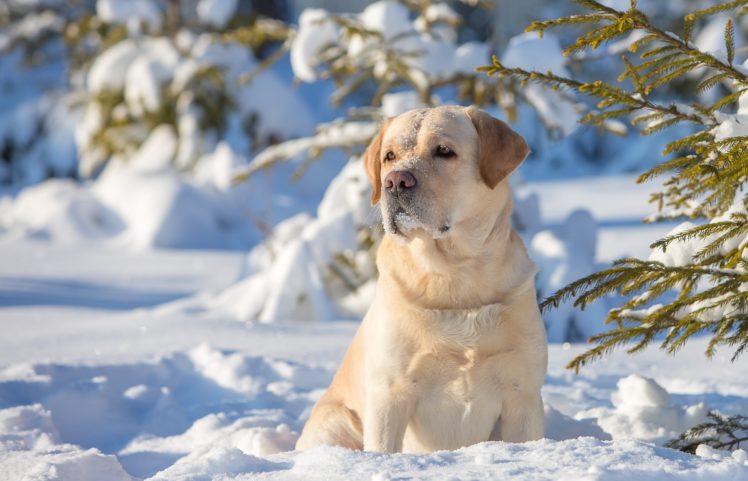 dogs, Snow, Retriever, Animals HD Wallpaper Desktop Background