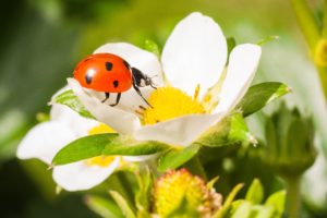 ladybugs, Closeup, Animals