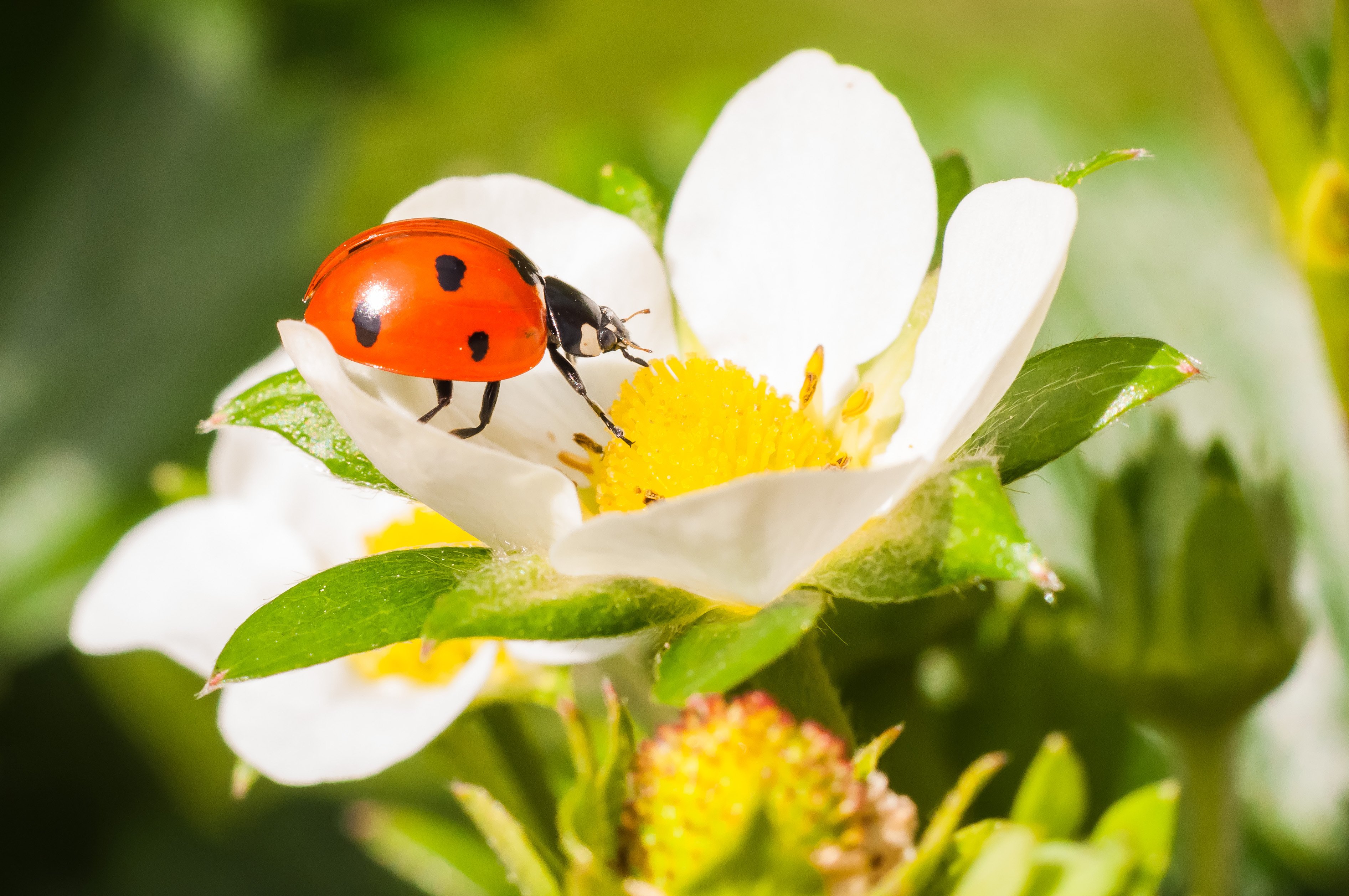 ladybugs, Closeup, Animals Wallpaper