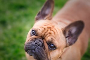 dogs, Bulldog, Glance, Snout, French, Animals