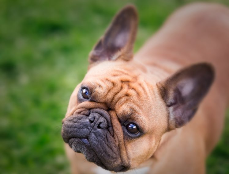 dogs, Bulldog, Glance, Snout, French, Animals HD Wallpaper Desktop Background
